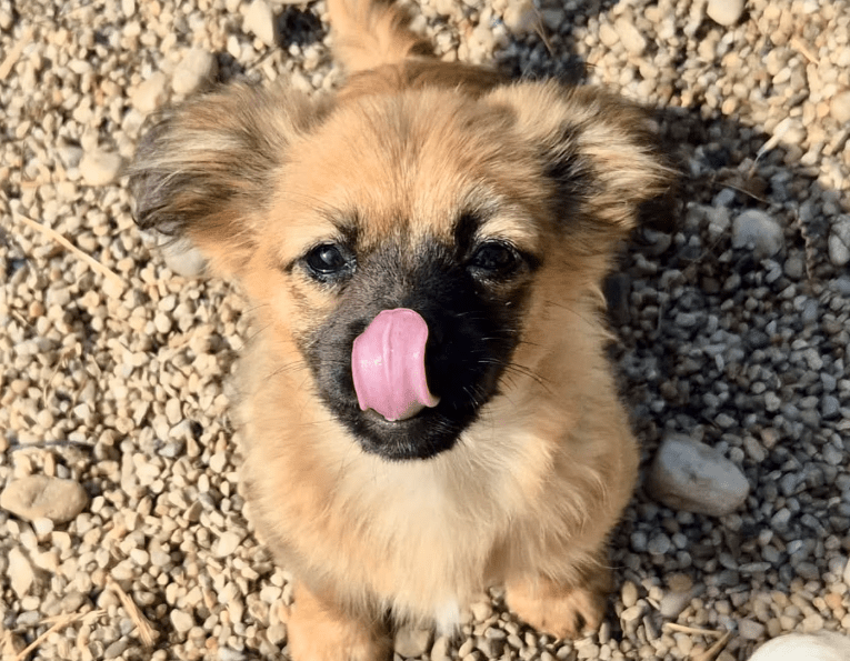 2026 03 20 08 37 19 PPM Project Initiation Document.pptx PowerPoint