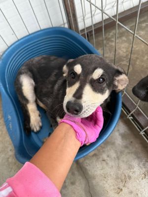 541029685 30979261448384571 4486225303768274200 n