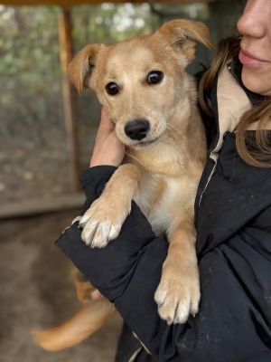 588644258 25305443682429553 3768153530928265615 n