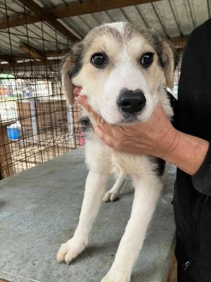 589023646 25350771044563483 9118486183532266346 n