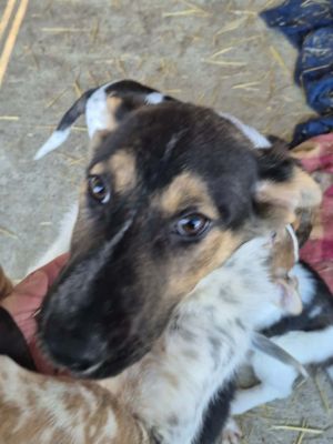 597684649 1194780396143770 4976132331678748685 n