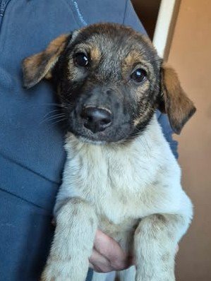 601818032 25502748822699037 6793749784512198068 n