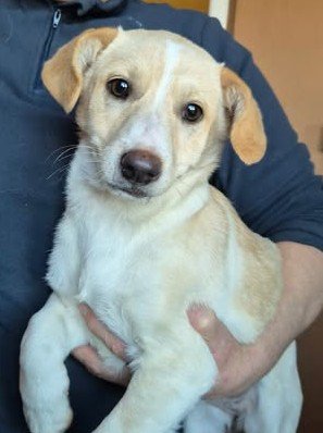 612098785 25650287104611874 2249802789766449748 n