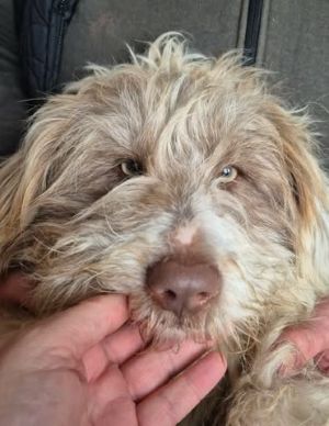 616027606 1454841142665658 4718707850351083348 n