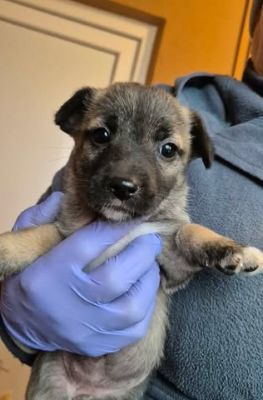 616380491 25742375455403038 8580786013770216586 n