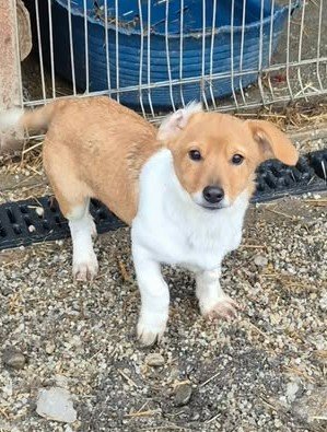 617482934 2399586260544967 6316474359098006778 n