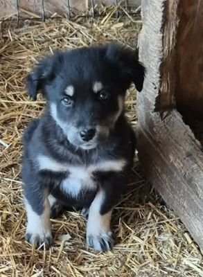 Wilson (BV) Wilson (BV)