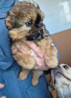 621711217 25796871459953437 2740039282655695626 n (1)