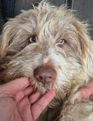 623287424 4219410288327023 7566212208778719775 n