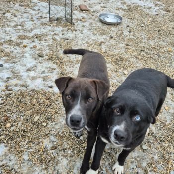 625350352 1616923606394317 6069646244247570603 n