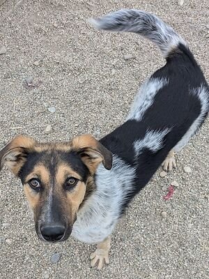Stella (BV)