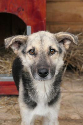 Shiro opener 682x1025