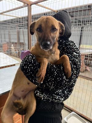 WhatsApp Image 2026 01 29 at 11.33.18.,