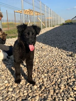 Olli (IN)