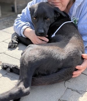 Toto (BV)