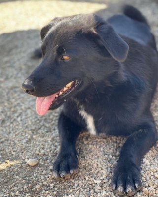 Kiko