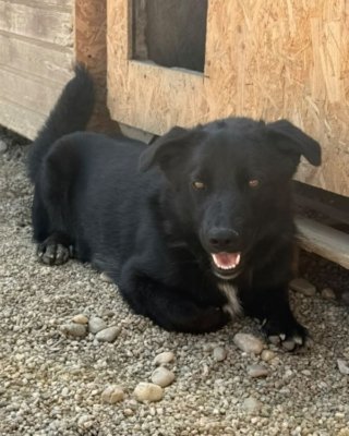 Kiko
