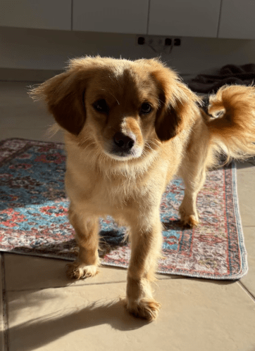 2026 02 09 08 51 25 Newsletter Subscription Nachricht (HTML) (Schreibgeschützt)