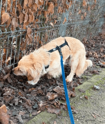 2026 02 09 08 51 35 Newsletter Subscription Nachricht (HTML) (Schreibgeschützt)