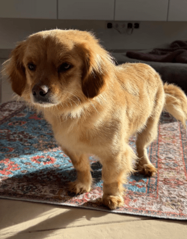 2026 02 09 08 51 59 Newsletter Subscription Nachricht (HTML) (Schreibgeschützt)