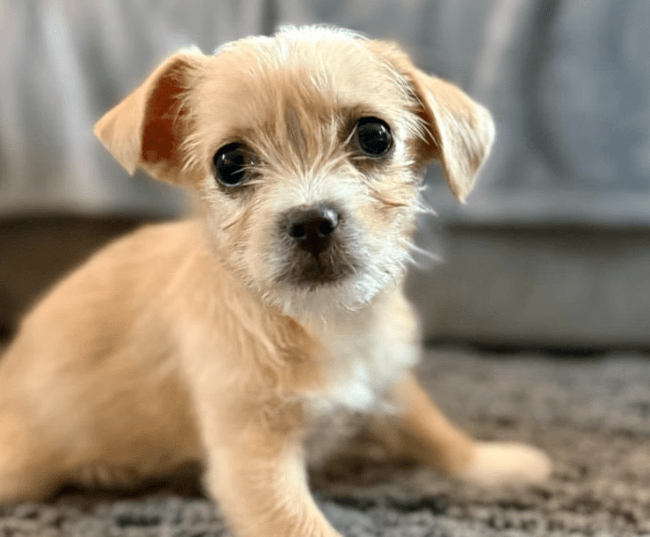 2026 02 25 12 39 46 Implementation Partner Search – Datei Explorer