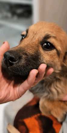 2026 02 25 12 44 15 Implementation Partner Search – Datei Explorer