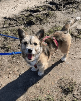 2026 03 04 11 54 11 Desktop – Datei Explorer