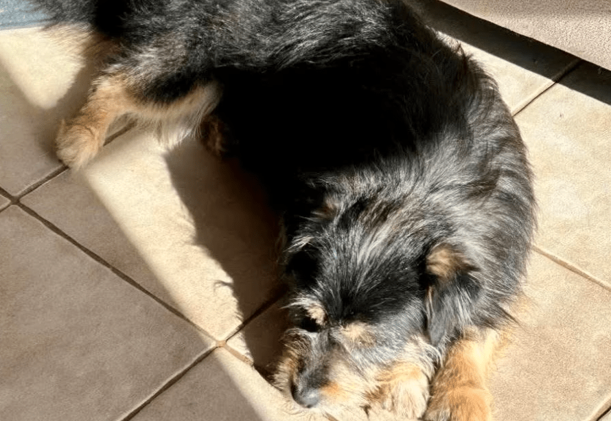 2026 03 09 11 44 34 Chat Fischer, Jannis Microsoft Teams