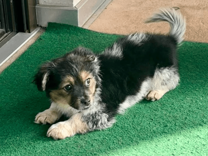 2026 03 09 11 46 42 Chat Fischer, Jannis Microsoft Teams