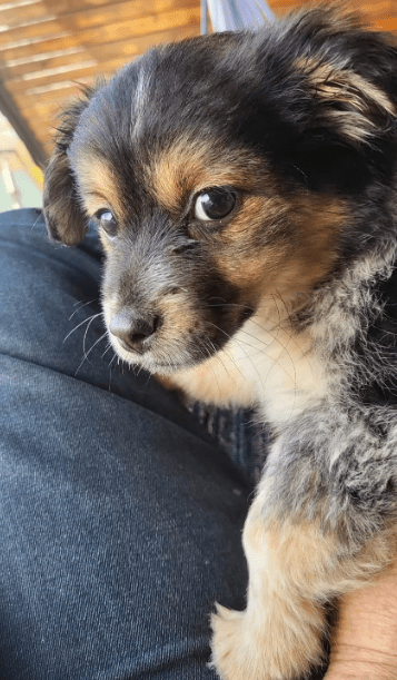 2026 03 09 11 46 46 Chat Fischer, Jannis Microsoft Teams