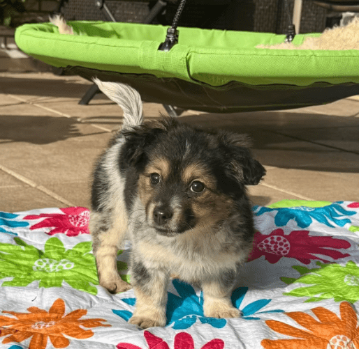 2026 03 09 11 47 04 Chat Fischer, Jannis Microsoft Teams