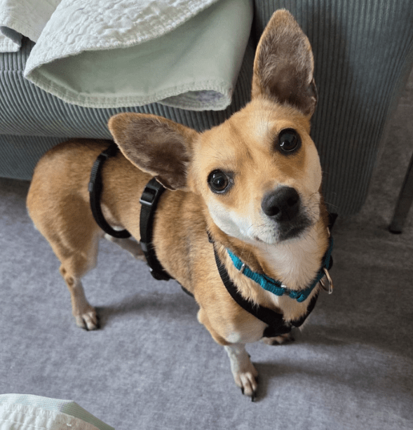 2026 03 20 08 32 02 PPM Project Initiation Document.pptx PowerPoint