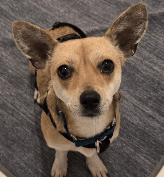 2026 03 20 08 32 06 PPM Project Initiation Document.pptx PowerPoint