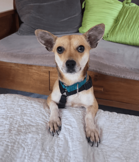 2026 03 20 08 32 11 PPM Project Initiation Document.pptx PowerPoint