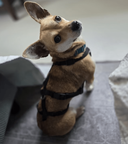 2026 03 20 08 32 15 PPM Project Initiation Document.pptx PowerPoint