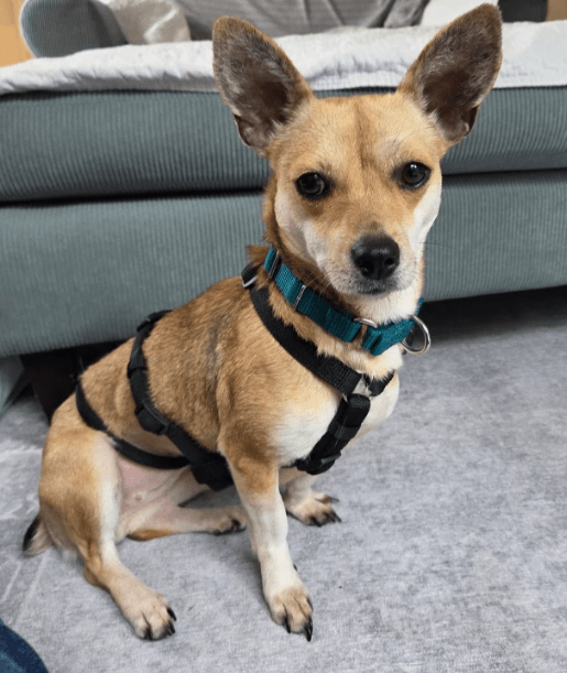 2026 03 20 08 32 20 PPM Project Initiation Document.pptx PowerPoint