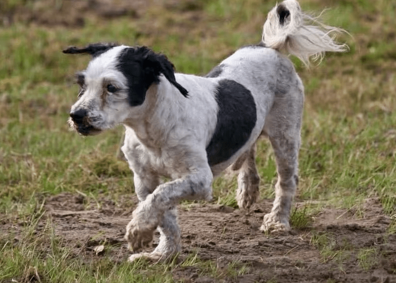 2026 03 20 08 38 41 PPM Project Initiation Document.pptx PowerPoint