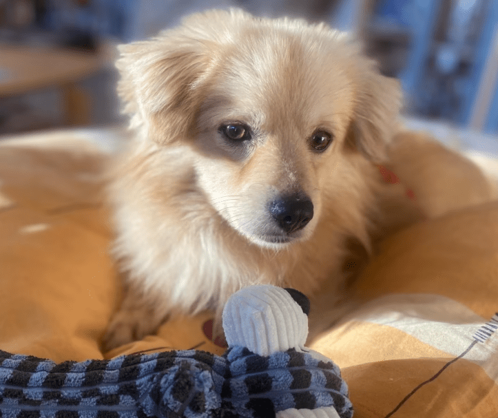 2026 03 20 08 51 53 PPM Project Initiation Document.pptx PowerPoint