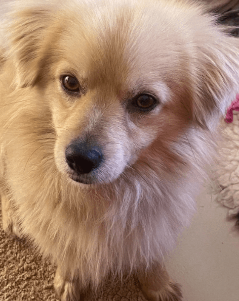 2026 03 20 08 51 57 PPM Project Initiation Document.pptx PowerPoint