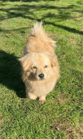 2026 03 20 08 52 01 PPM Project Initiation Document.pptx PowerPoint