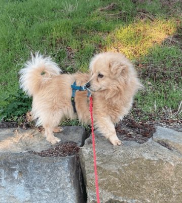 2026 03 20 08 52 10 PPM Project Initiation Document.pptx PowerPoint