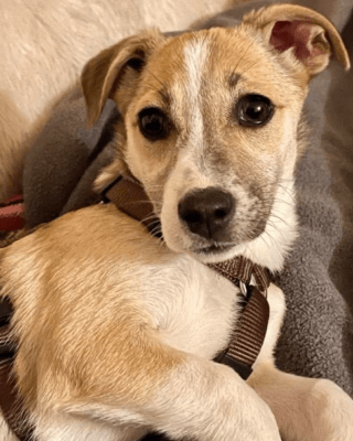 Estrella (BV) Estrella (BV)