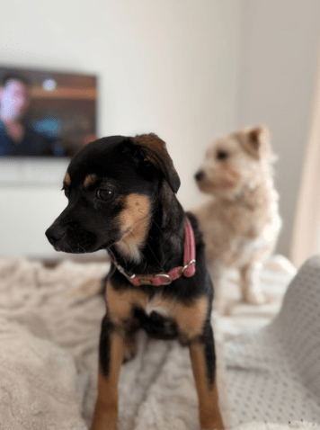 2026 04 01 15 20 04 SPOT # OneIT 2026 Microsoft Teams