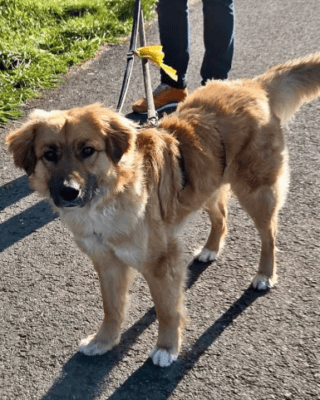 Heiji (BV) Heiji (BV)