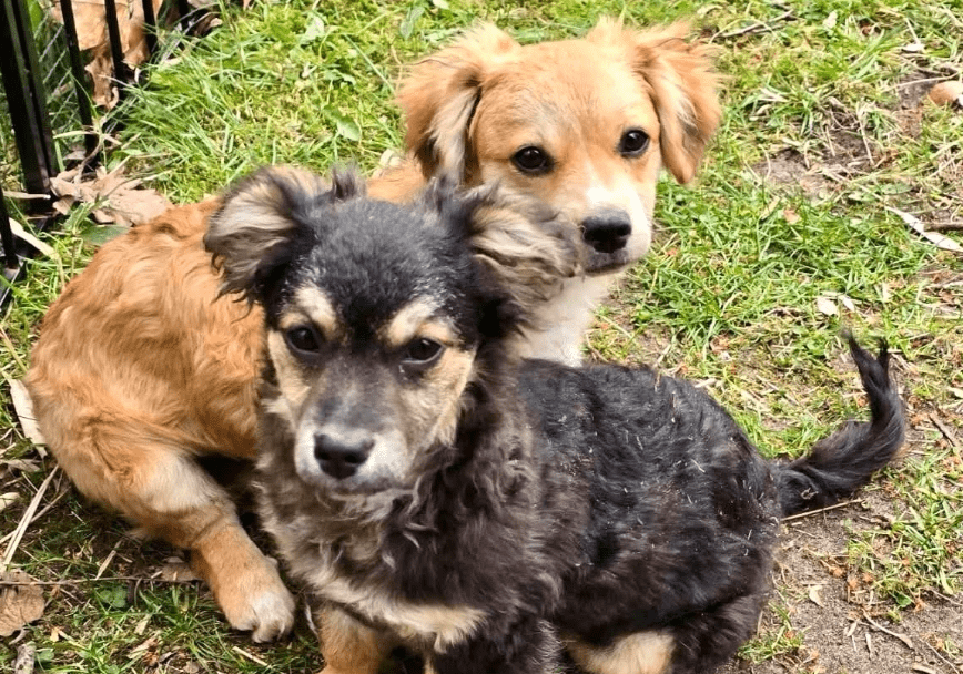 2026 04 29 13 32 19 Chat Rolf, Marisa Microsoft Teams