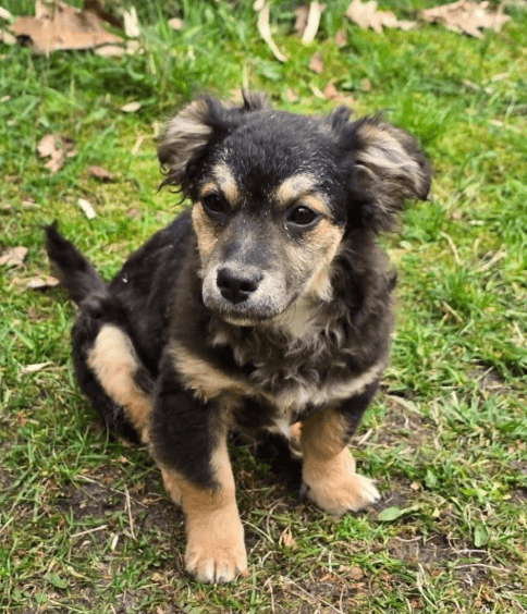 2026 04 29 13 34 44 Chat Rolf, Marisa Microsoft Teams