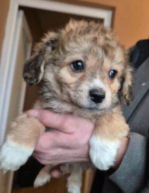 621852079 25825297060444210 4755596721616530676 n