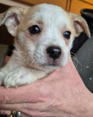 623074026 25825419963765253 146116380892366080 n