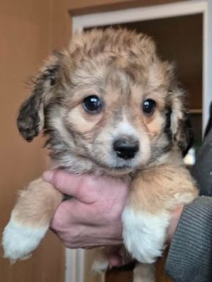 623092473 25825297237110859 4059711647355097368 n