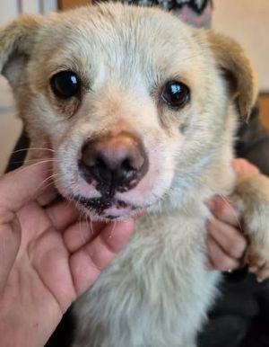 623382935 25863241469983102 3921808378567398883 n